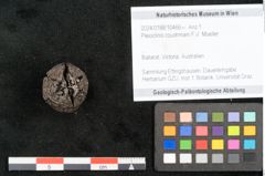 Foto (Objekt + Etikett) von Pleioclinis couchmani F.V. Mueller (NHMW-GEO-2024-0188-10466)